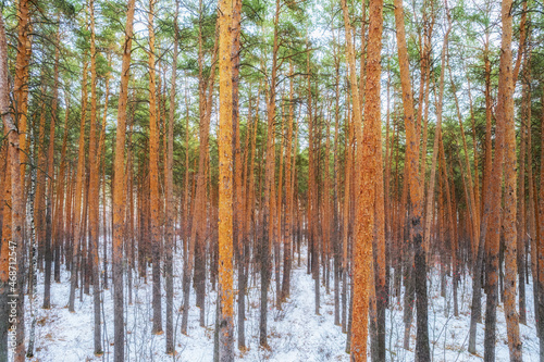 Winter pine forest. Side view of snow-covered pine trees. Beautiful winter forest landscape.