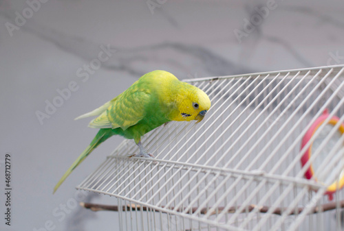 A cute budgie is sitting on a birdcage. Funny tamed pet bird. Parrot