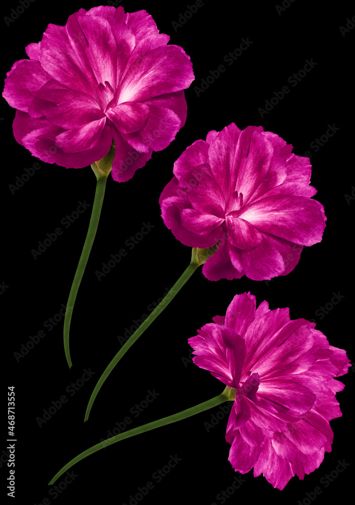 Purple flowers Cloves . isolated on black background. Close-up. Nature. Purple flowers Cloves . isolated on black background. Close-up. Nature.
