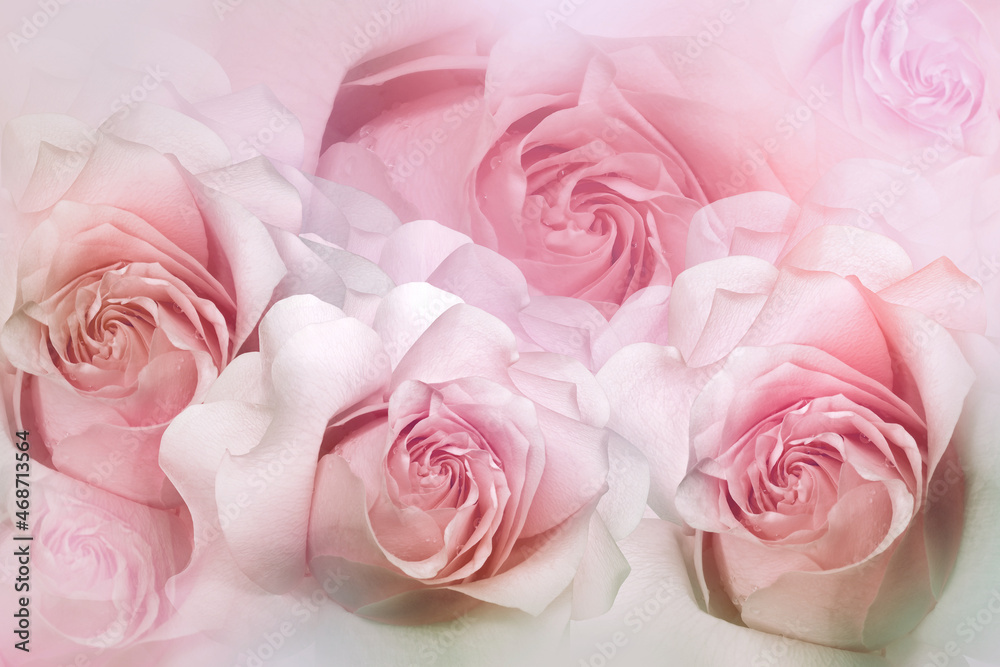 Light   pink roses flowers. Floral background. Greeting card. Nature.	
