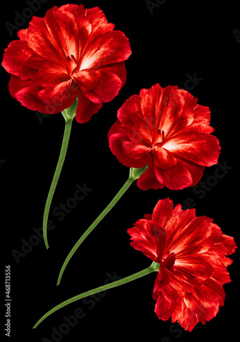 Red   flowers Cloves  isolated on  black  background. Close-up. Nature.