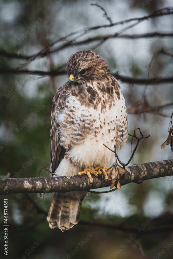 Obraz premium Buzzard