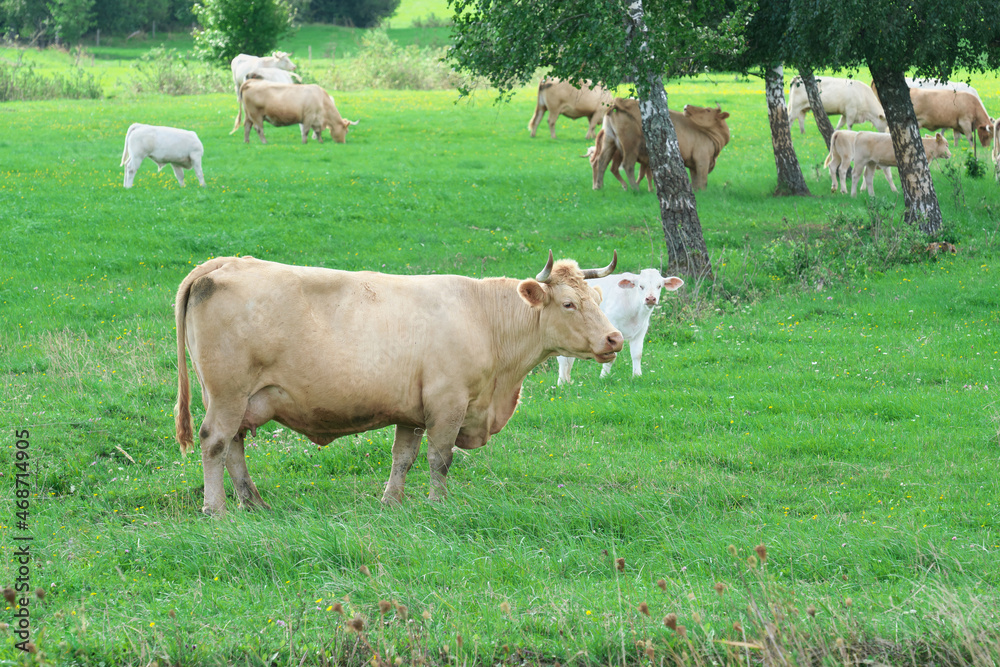 The Charolais  is a French breed of taurine beef cattle. Selective focus.. Cattle