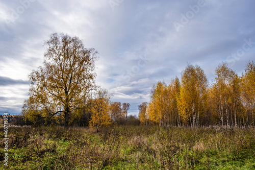 Autumn landscape with a birch grove and a large lonely tree on a cloudy day.