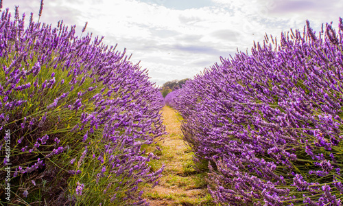 Path view in field of lavender