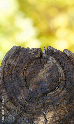 tree trunk cracks in the forest