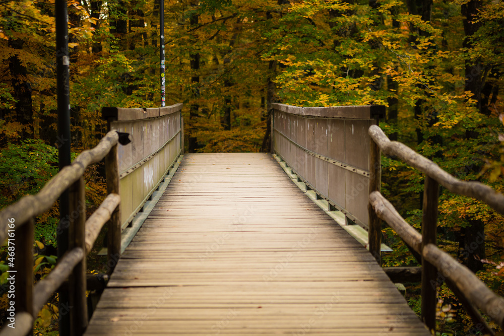 bridge in the forest