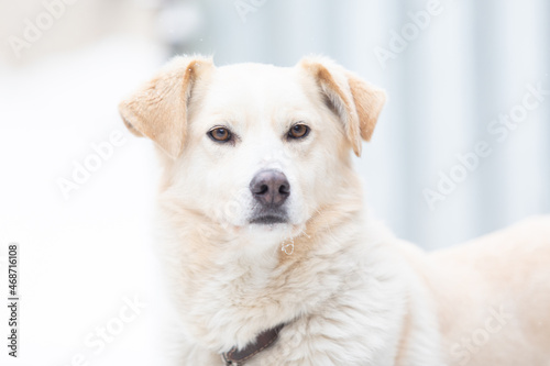 Man volunteer with stray dog outdoors. Concept of volunteering and animal shelters.