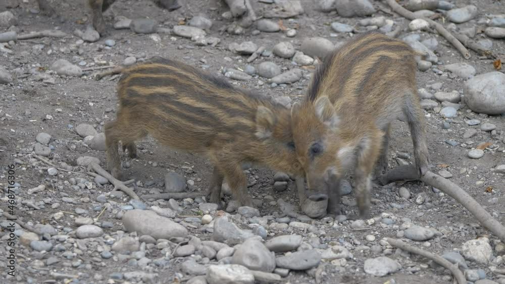 Cute Wild Boars foraging for food on rocky dirty ground and fighting each other,close up Cute Wild Boars foraging for food on rocky dirty ground and fighting each other,close up