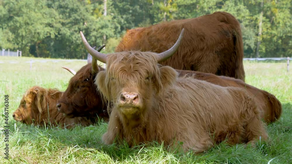 Close up shot of wild Highland Cattle Family grazing on green pasture in wilderness - prores 4k shot Close up shot of wild Highland Cattle Family grazing on green pasture in wilderness - prores 4k shot