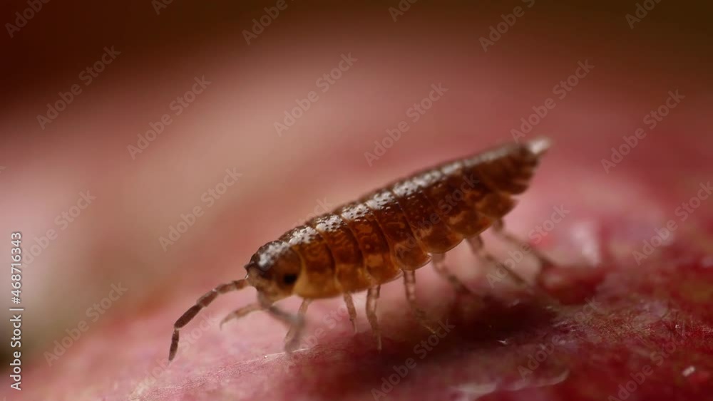 Bug on Red Blurry Background Closeup Macro Shot. Woodlouse, Oniscidea. Bug on Red Blurry Background Closeup Macro Shot. Woodlouse, Oniscidea.