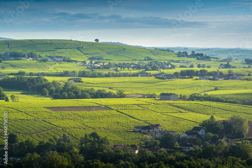 Plateau viticole du Morgon, Beaujolais, France photo