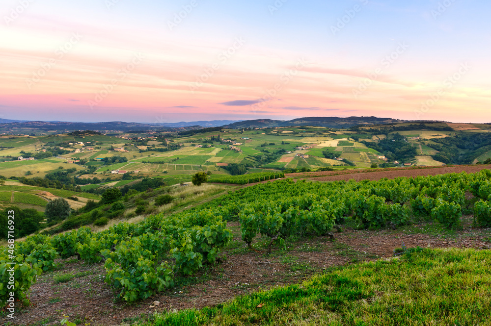 After the sunset, vineyards of Beaujolais, France