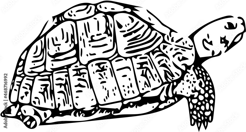 Turtle vector illustration in black and white Turtle vector illustration in black and white