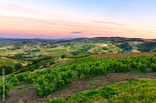 After the sunset  vineyards of Beaujolais  France