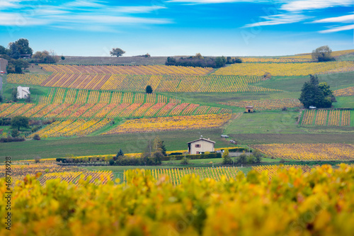 Schilderij op canvas Landscape and colors of Beaujolais at fall