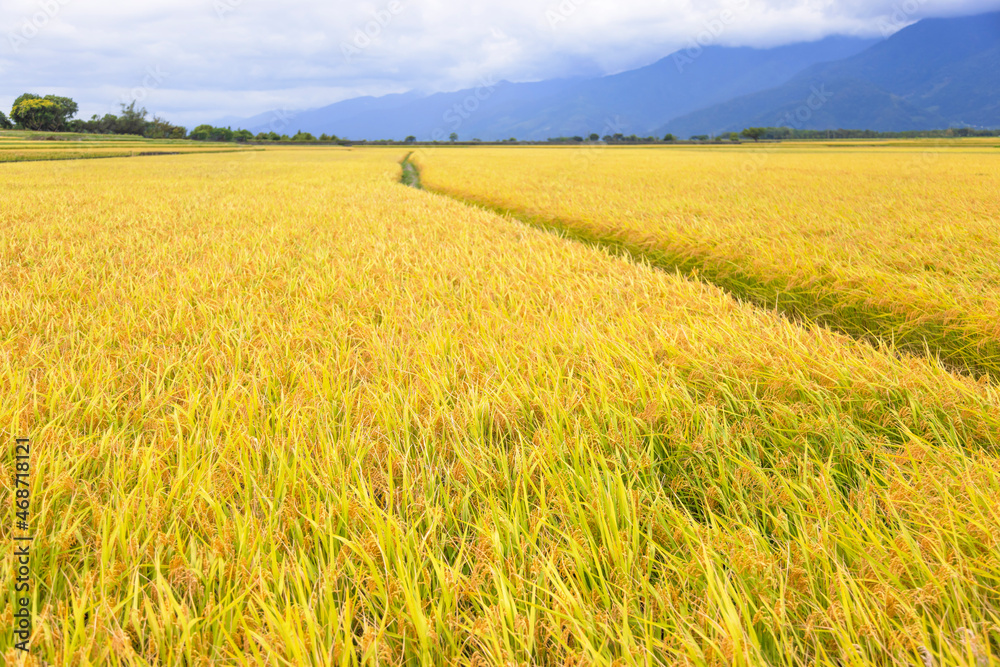 Obraz premium Beautiful Ripe rice field at autumn