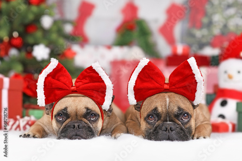 Photography Two French Bulldog dogs wearing Christmas ribbon costume on head in front of sea