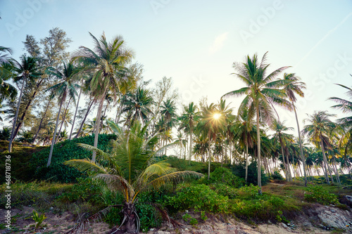 Coconut palms plantation against sunny sky.