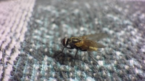 Close up of a sand fly standing on couch filmed with a macro lens. photo