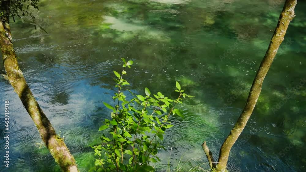 Crystal Clear Stream in Forest of Kawerau in New Zealand during sunlight Crystal Clear Stream in Forest of Kawerau in New Zealand during sunlight