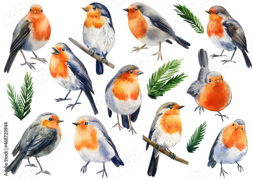 Watercolor illustration winter bird Fototapet