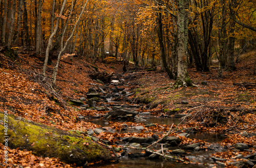 Landscape of beech forest in autumn, in Tejera Negra, Cantalojas, Guadalajara, Spain