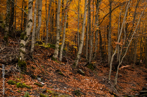 Landscape of beech forest in autumn, in Tejera Negra, Cantalojas, Guadalajara, Spain
