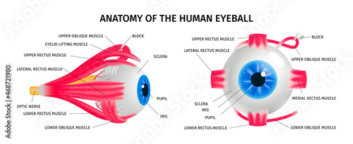 Human Eye Anatomy Concept Set