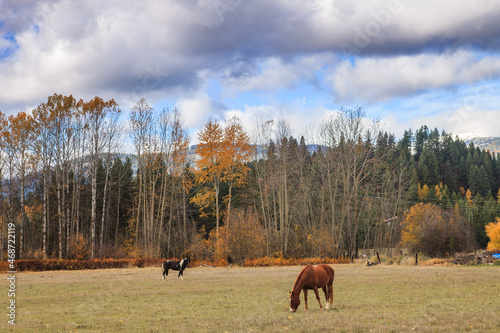 horse in the autumn