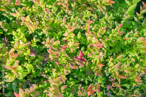 Natural background. Botanical pattern with beautiful fresh green and pink leaves of Spiraea japonica for graphic design and wallpaper. Deciduous ornamental shrubs of Pink family.