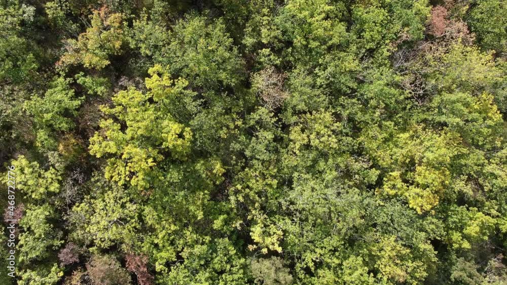 Forest autumn background. Aerial view of the forest from a birds eye view Forest autumn background. Aerial view of the forest from a birds eye view