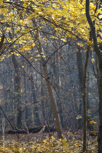 fall forest scenery in Poland Europe