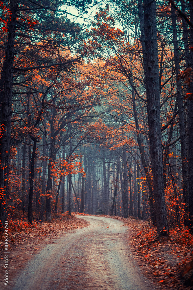 Fototapeta premium autumn forest on misty morning 