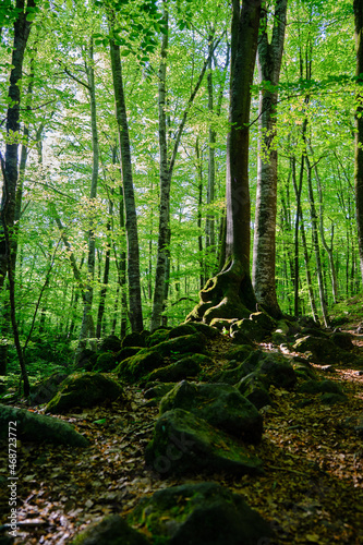 stones in the foreground of a beautiful beech forest in La Fageda d en Jord    La Garrotxa  Girona  Spain