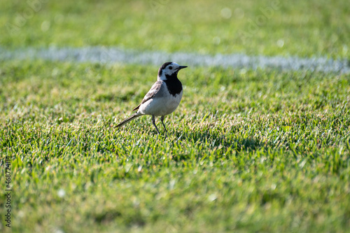 Bird on a football field