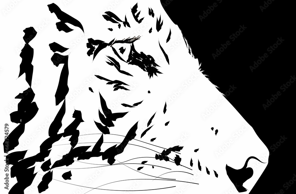 Obraz premium Tiger muzzle black and white graphics