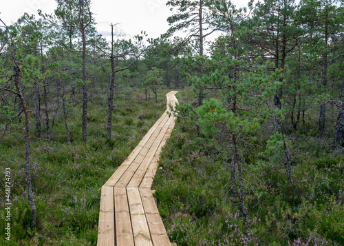 wooden footbridges for watching the bog and walks in the bog, traditional bog landscape with bog trees, grass and moss, heather blooms, autumn colors decorate the bog vegetation. photo