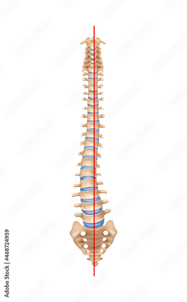 Human Spine Scoliosis Composition Human Spine Scoliosis Composition