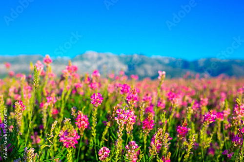 Blooming field against the background of mountains. Beautiful landscape with lavender flowers. Spring background of colorful landscape. Mountain pink flowers.