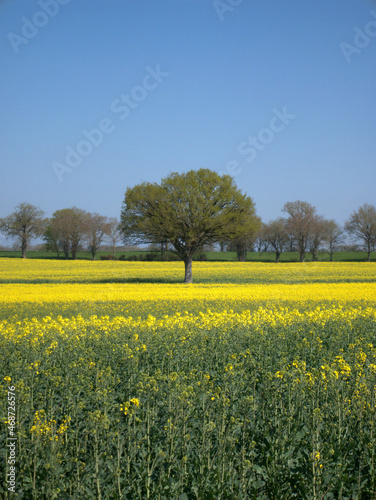 oak tree in the middle of the field © ELQ