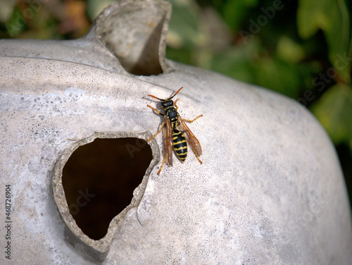 wasp in the garden 
