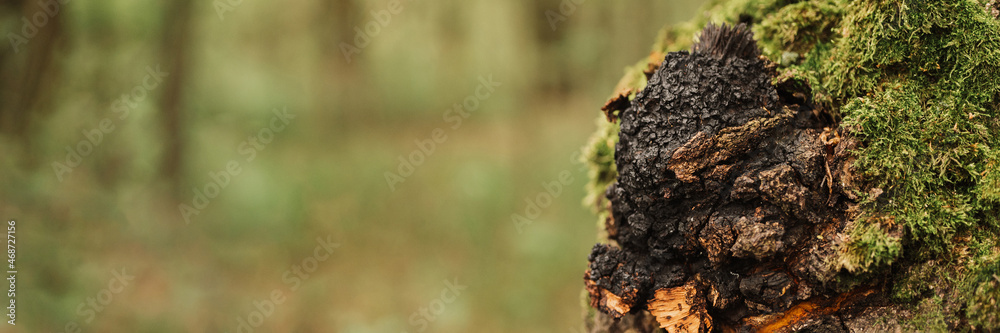 chaga mushroom growing on the birch tree trunk on summer forest. wild raw food chaga parasitic fungus or fungi it is used in traditional folk alternative medicine for the treatment. banner chaga mushroom growing on the birch tree trunk on summer forest. wild raw food chaga parasitic fungus or fungi it is used in traditional folk alternative medicine for the treatment. banner