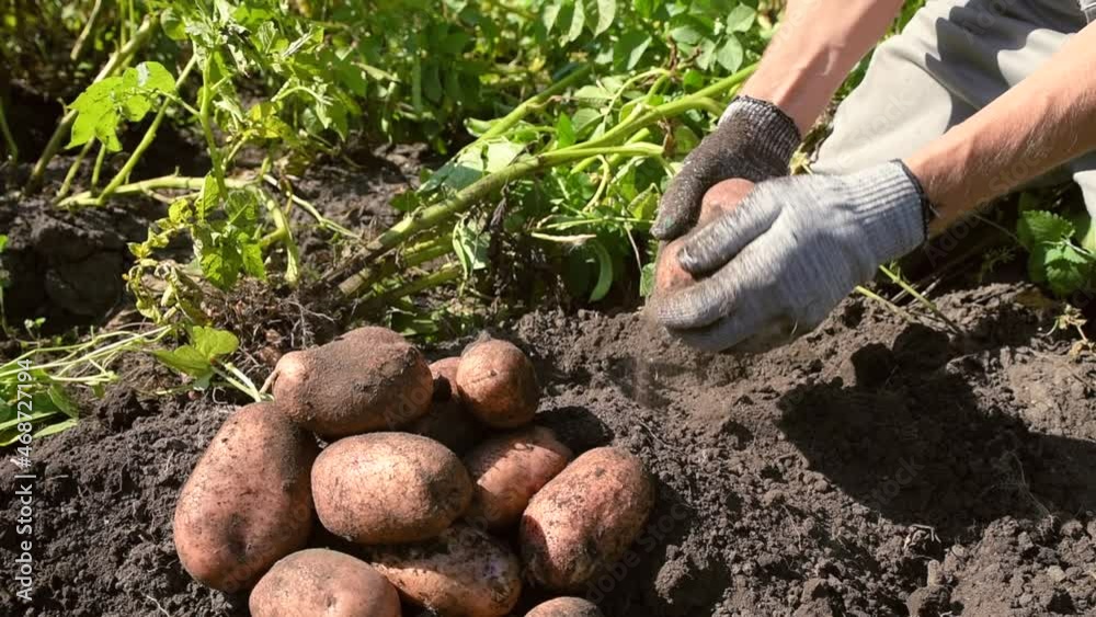 Man digs potatoes out of the ground and picks vegetable tubers with his hands. Autumn gathering. Slow shooting