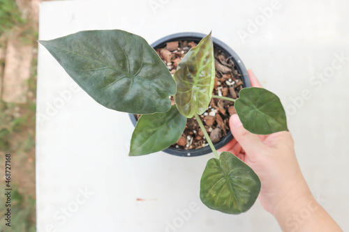 Alocasia Wentii ,Alocasia plant photo