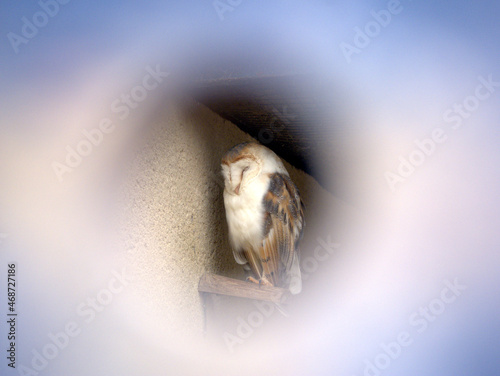 Sleeping owl throught spying hole