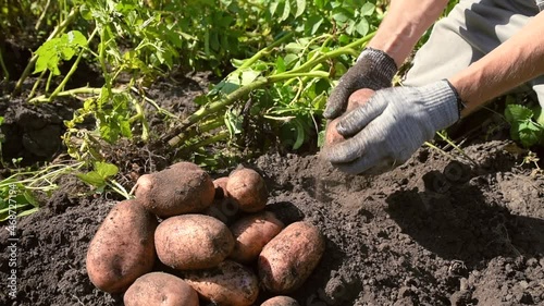 Wallpaper Mural Man digs potatoes out of the ground and picks vegetable tubers with his hands. Autumn gathering. Slow shooting Torontodigital.ca