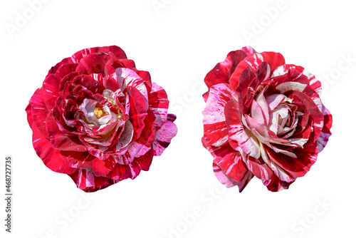 Couple red rose flowers isolated on white