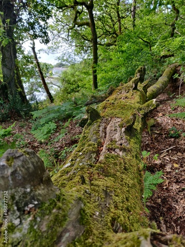 moss tree trunk down in the wood