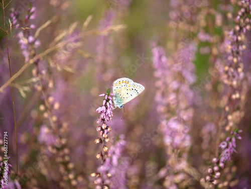 butterfly on purple flower